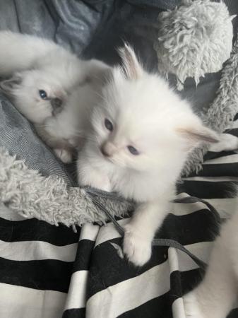 Image 12 of 5 Gorgeous Ragdolls for Sale!