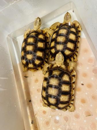 Image 2 of Re-homing all tortoises