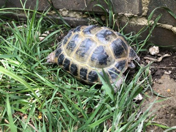 Image 2 of Horsefield tortoise 6 year old male for sale