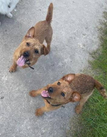 Image 7 of Lakeland terrier puppies for sale