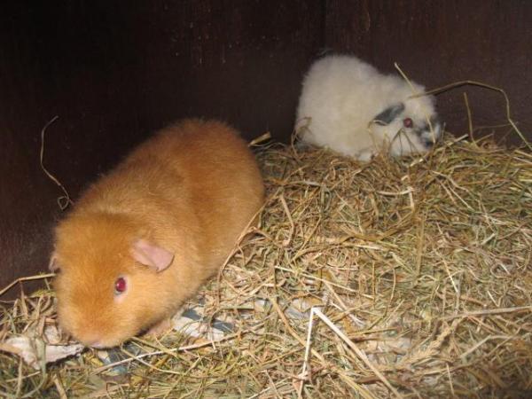 Image 4 of Rex Guinea Pigs boys Ready now for a new home