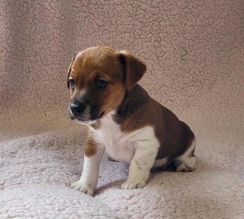Image 2 of Beautiful Jack Russell Pups DNA Health Tested