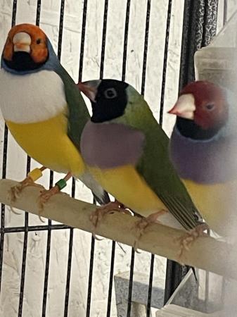 Image 5 of Gouldian finches for sale