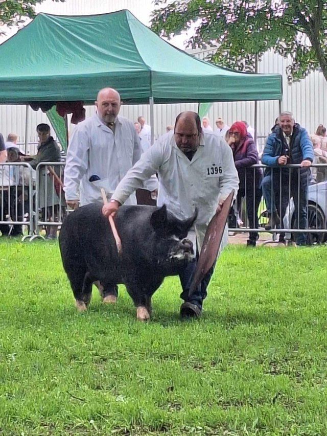 Preview of the first image of 2022 born Berkshire boar.
