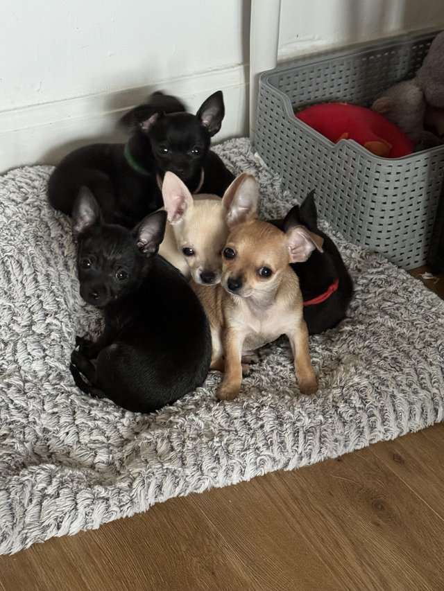 Preview of the first image of 5 chihuahua puppies ready to leave now!.