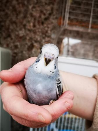 Image 19 of Baby hand tamed budgies for sale