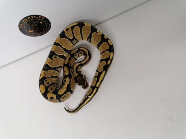 Image 1 of Fire ball python 2023 female 2 available.