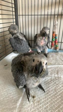 Image 4 of Baby African Grey Parrots