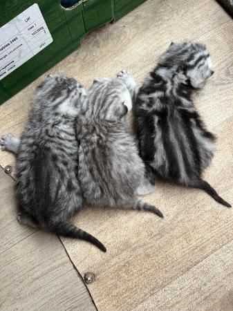 Image 1 of British shorthair tabby kitten TICA