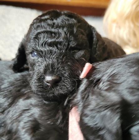 Image 5 of Only 2 left! Beautiful F1b Cockapoo puppies for sale