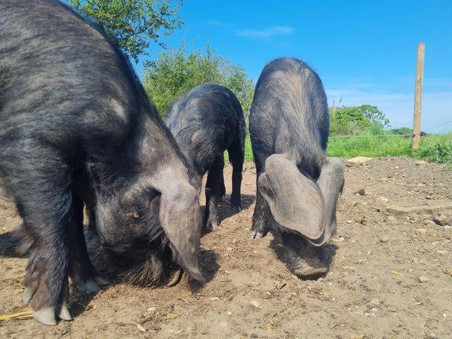 Preview of the first image of 3 x 6 month old Large Black gilts.