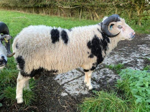 Image 8 of Shetland sheep mature rams for sale.