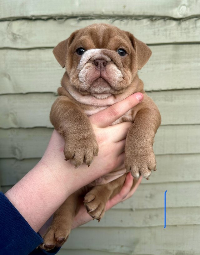 Preview of the first image of READY NOW* KC English Bulldog puppies..