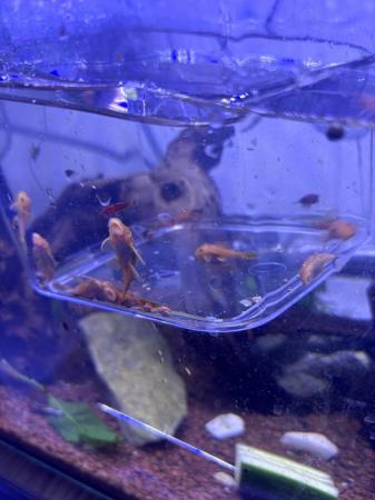 Image 5 of Super redand albino pleco and shrimps updated 4th April 24