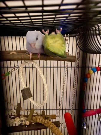Image 1 of 2 Parrotlets for sale (brothers)inc Cage 1 yr old. MUST READ