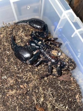 Image 5 of CB Giant Asian Forest Scorpion (H. spinifer)  - Adults
