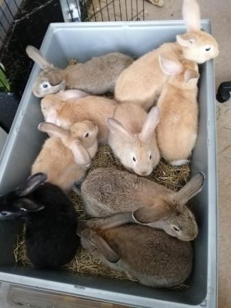 Image 1 of CUTE REX RABBITS ARE LOOKING FOR A LOVELY HOME