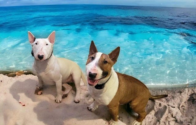 Image 4 of English bull terrier puppies ! Kc Registered