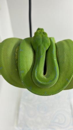 Image 4 of Manokwari green tree python Cb21 female