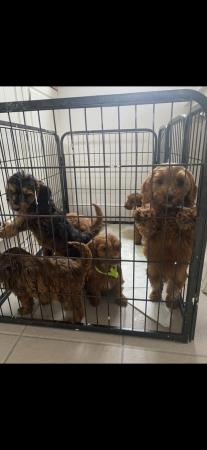 Image 6 of Cockapoo puppies for sale