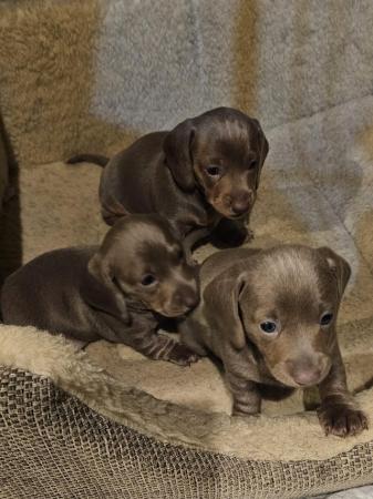 Image 4 of Kc registered pra clear miniature dachshunds