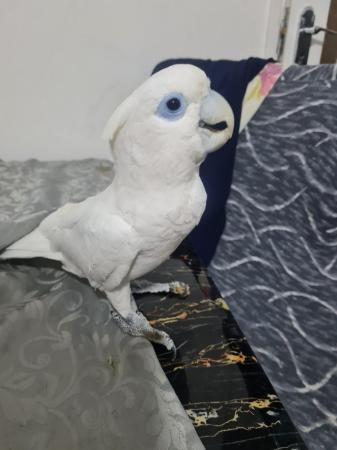 Image 4 of 7 month old female cockatoo