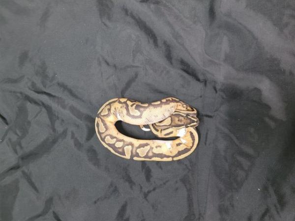 Image 3 of Cb23 royal pythons mojave, pied , pastel. Cinni pied