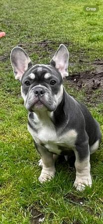 Image 2 of 20 week old French Bulldog puppy