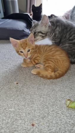 Image 5 of Maine Coon cross kittens