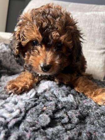 Image 6 of Fully Health checked, Stunning F1B cavapoo puppies