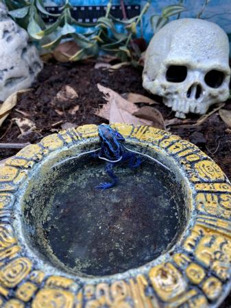 Image 5 of Blue dart frogs (D. tinctorius) “Blue sipaliwini” £85 Each