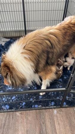 Image 5 of Sable & Tri Coloured Rough Collie Puppies Available