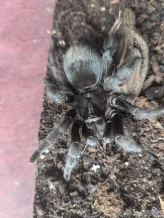 Image 5 of Brazilian black tarantula