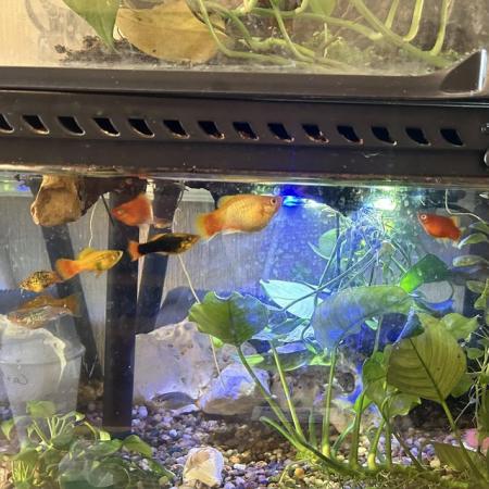 Image 2 of Free Platy Fry (Various ages and Morphs)