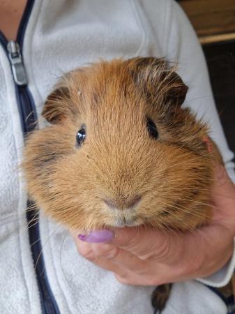 Image 1 of 2 bonded Male Guinea Pigs available