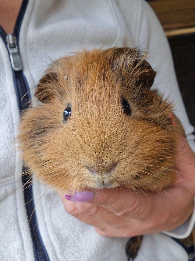 Preview of the first image of 2 bonded Male Guinea Pigs available.