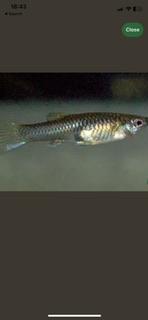 Preview of the first image of Endler Guppies for sale.