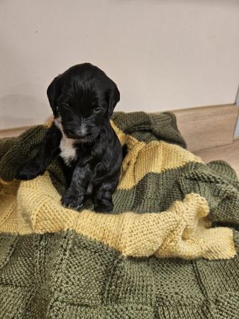 Image 6 of F1b cockapoo puppies for sale