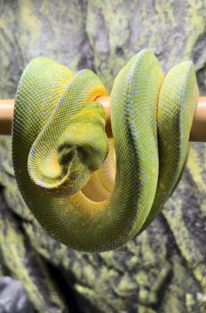 Image 1 of Green Tree Python (Blue Line) CB20 from Kent’s Chondro’s
