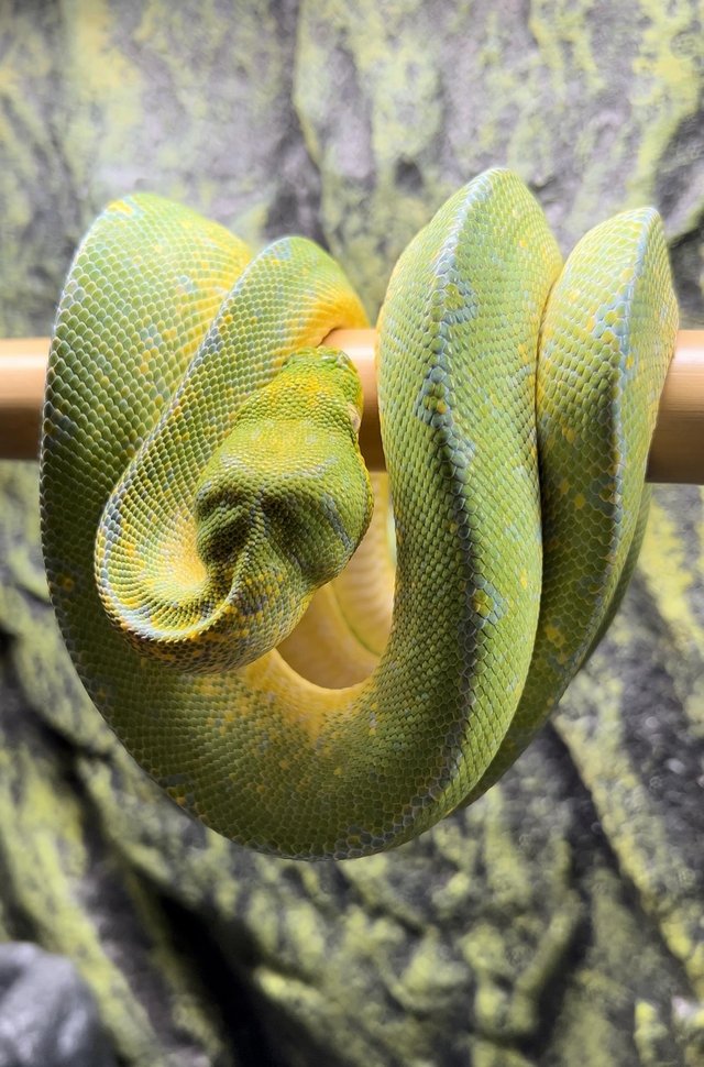 Preview of the first image of Green Tree Python (Blue Line) CB20 from Kent’s Chondro’s.