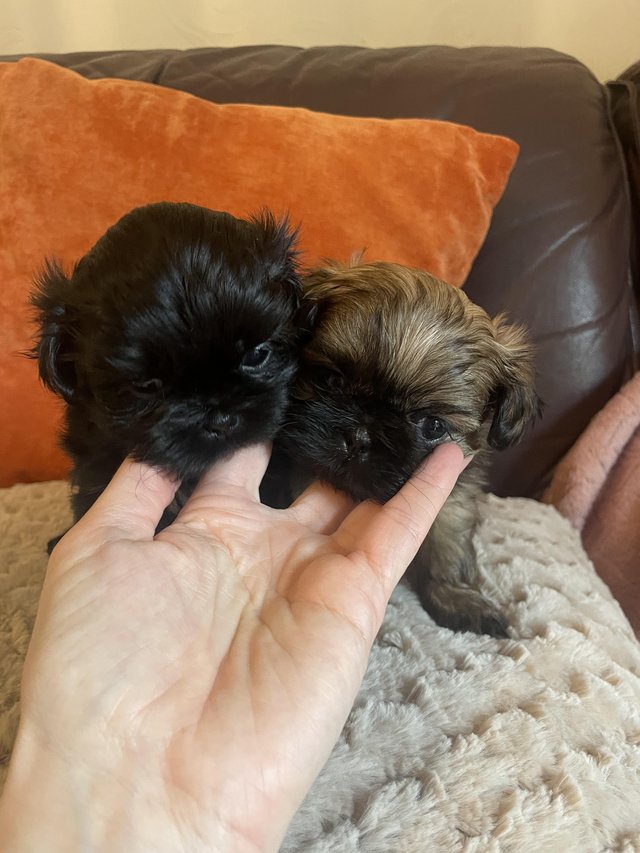 Preview of the first image of Imperial Shih Tzu Pups - 5 weeks.