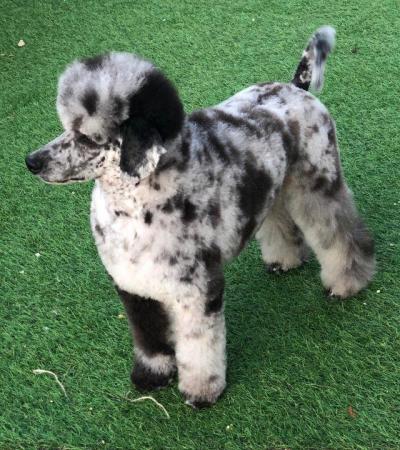 Image 3 of Stunning Merle miniature poodle for STUD, health tested