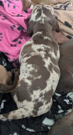 Image 5 of Dachshund Puppies available males and females