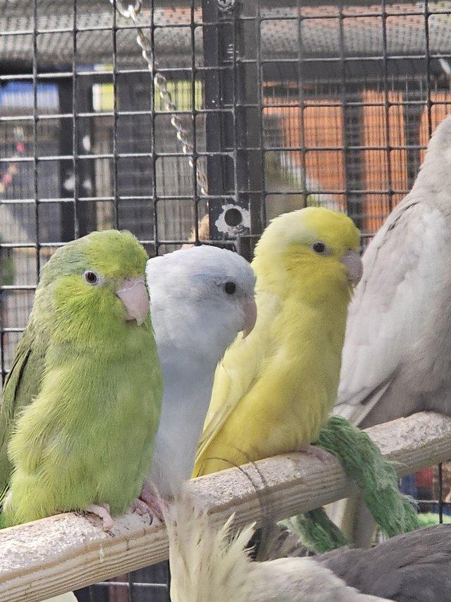 Preview of the first image of Stunning parrotlets available male and female.