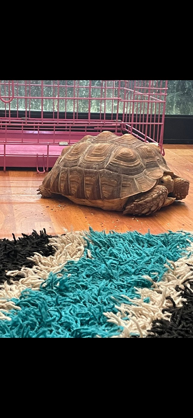 Preview of the first image of Large sulcuta tortoise for rehoming.