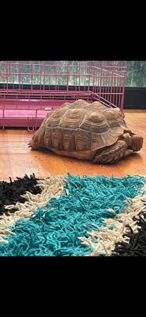 Image 1 of Large sulcuta tortoise for rehoming