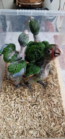 Image 7 of Handreared Tame Amazon parrots. **Super Rare**