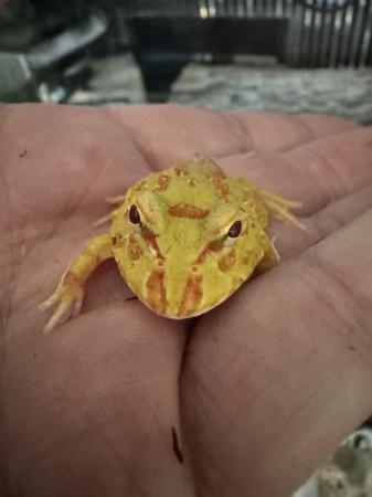 Image 3 of Albino Pac-man Frogs Horn frogs