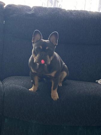 Image 3 of Beautiful French Bulldog male for sale