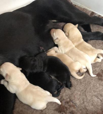 Image 2 of Kc reg lab puppies by health tested parents